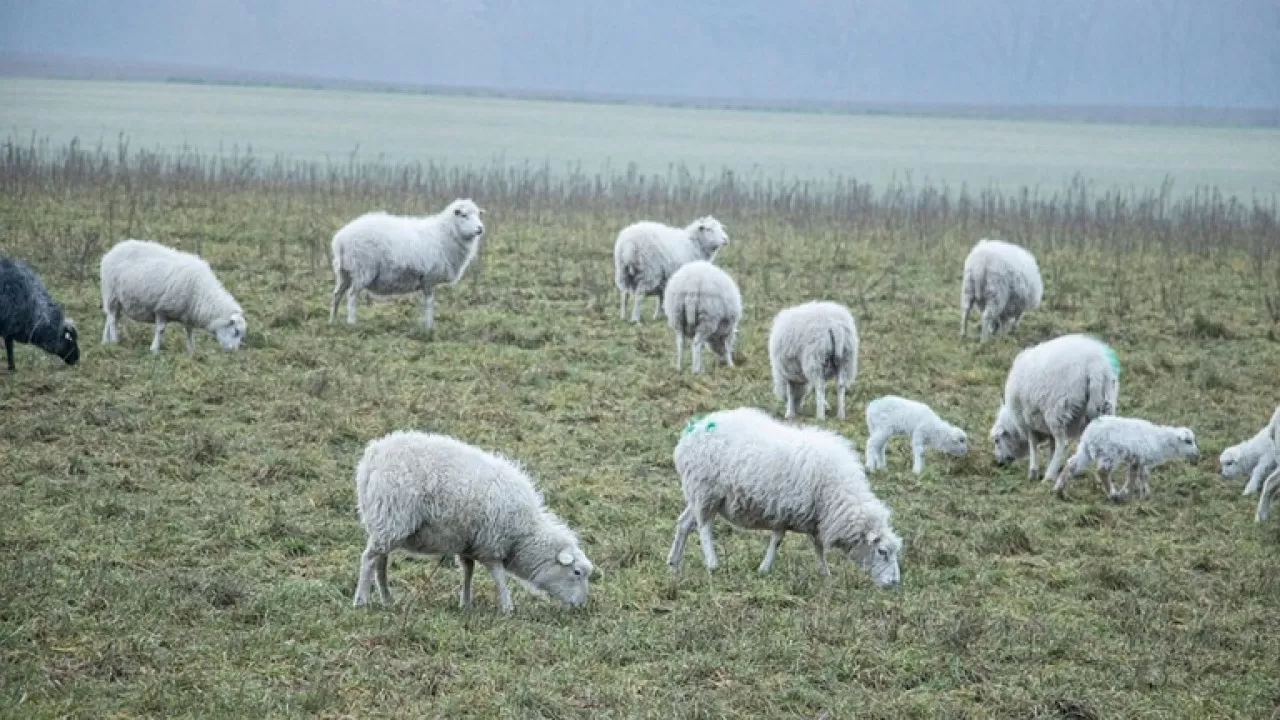 В области Улытау реализуют проект "Овцеводство на 5000 голов"