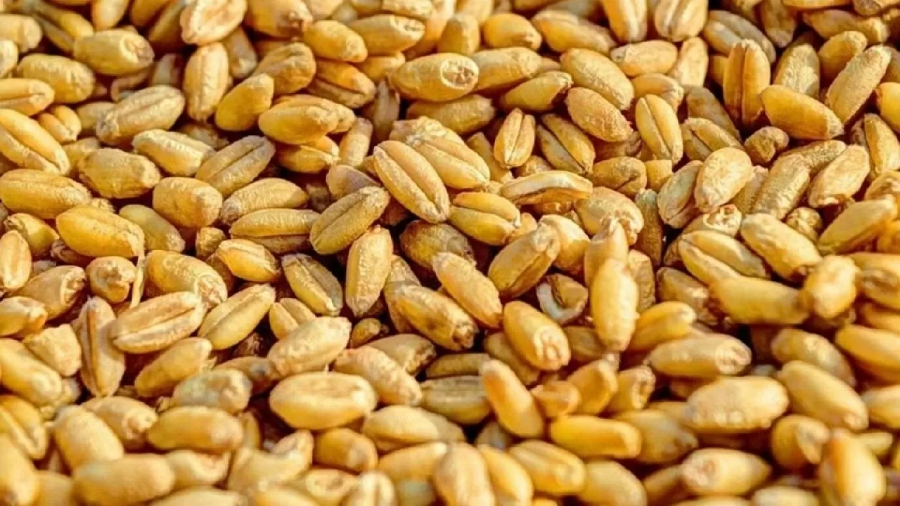 Качество зерна нового урожая назвали в минсельхозе РК