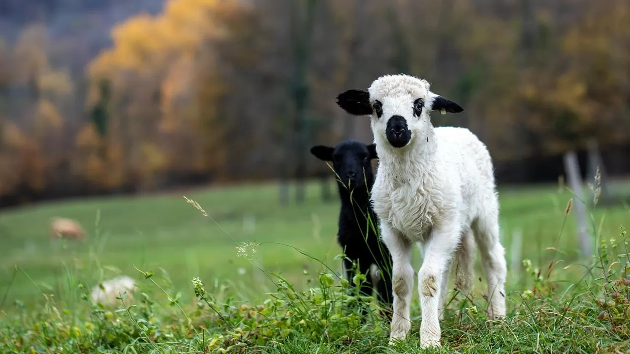 В Казахстане будут по-новому изучать состав почв кормовых угодий 