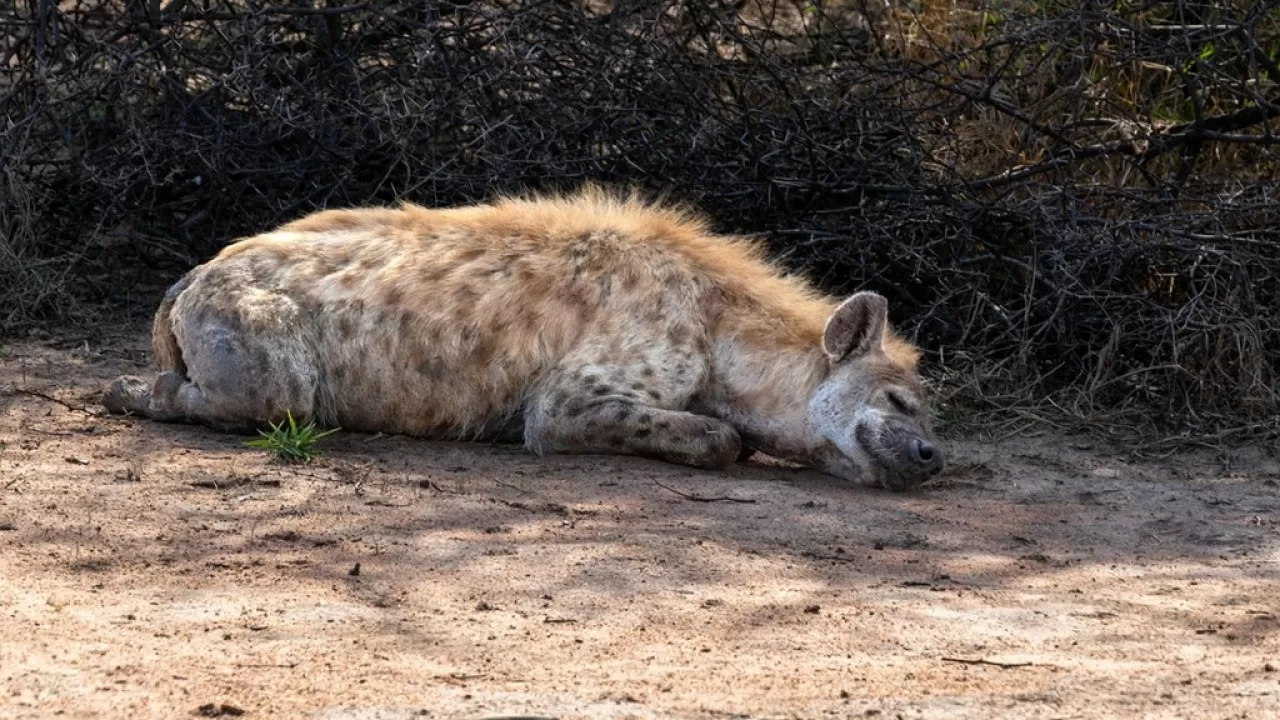 Ученые нашли на Кавказе следы "ужасных гиен" весом с тигра