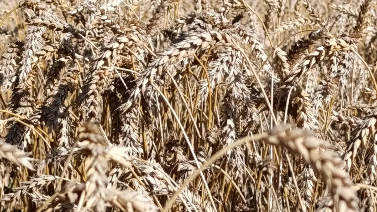 Уборка 2025: с какими показателями идут к финишу два северных региона РК