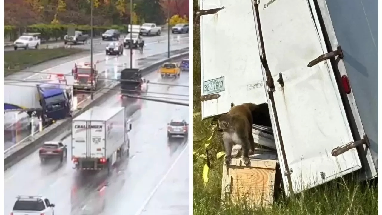 АҚШ-та қауіпті вирус жұқтырған маймылдардың бірі әлі табылмай жатыр