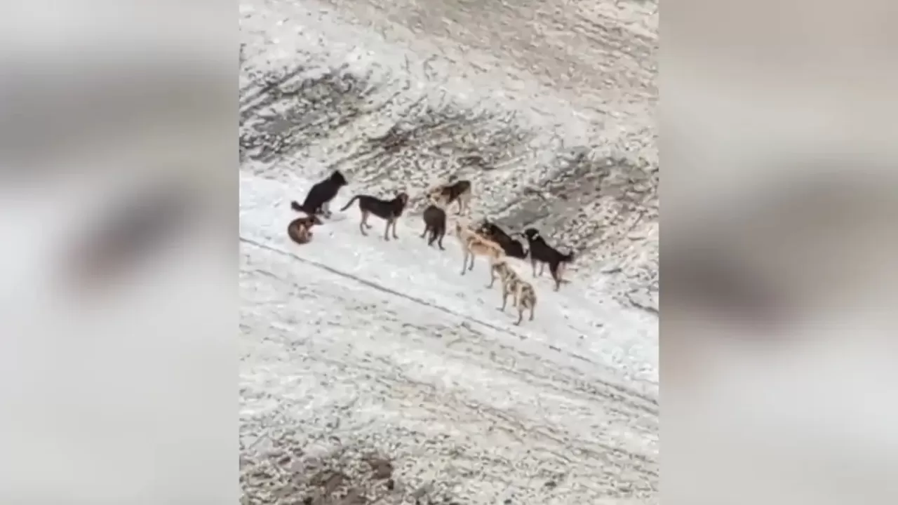 Солтүстік Қазақстанда қаңғыған иттер малға шауып жатыр