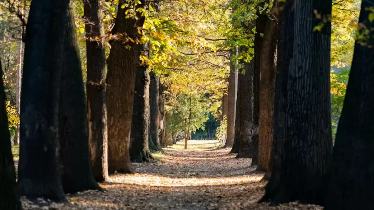 В роще Баума ночью вырубили несколько деревьев