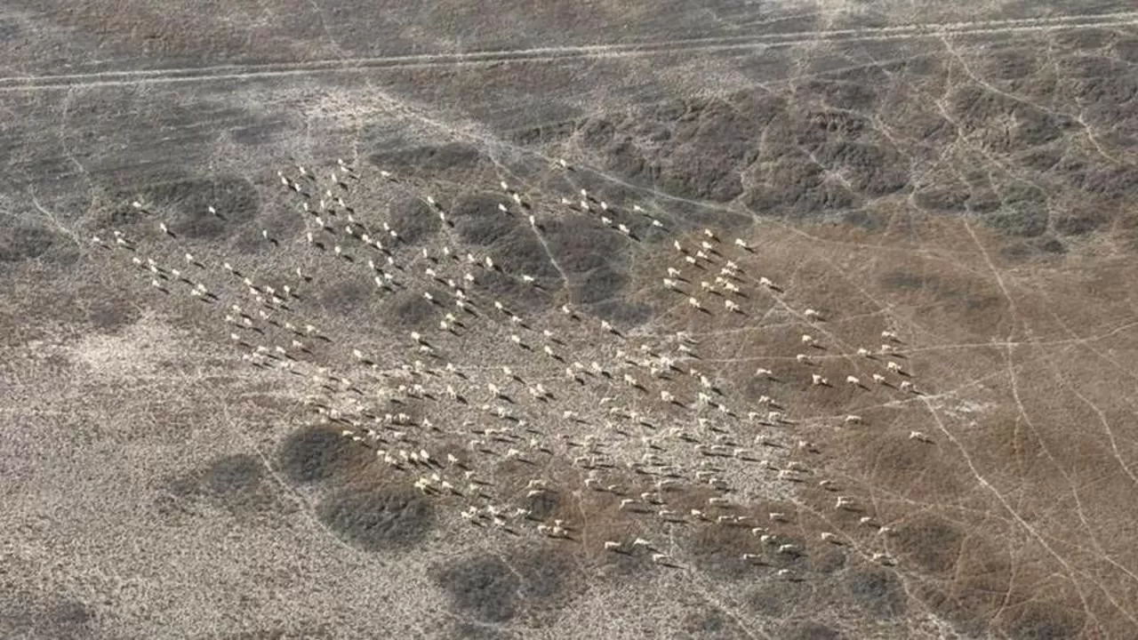 Архаров и сайгаков считают в Карагандинской области  