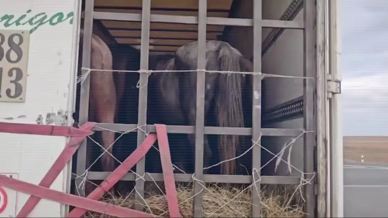 Казахстанский фермер выбрал незаконный способ пополнить свое хозяйство 