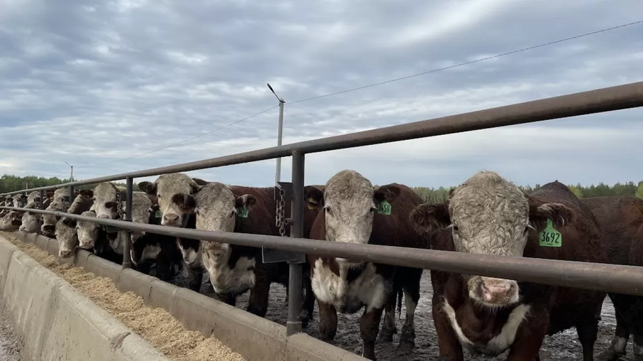 Абай облысында 5 мың ірі қараны бордақылайтын алаң іске қосылды