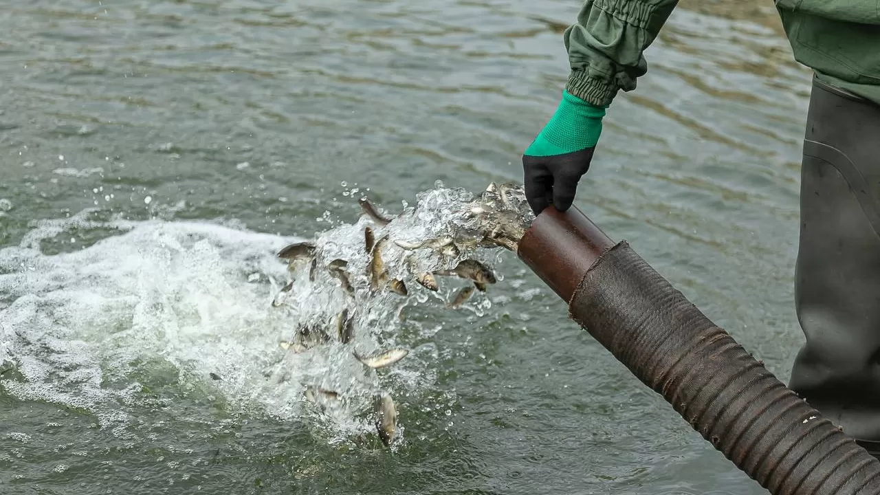 Есіл өзеніне 600 мыңнан астам сазан мен ақ амур шабақтары жіберілді