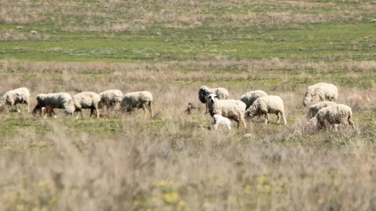 Павлодар облысында тұрғындарға құны 2,7 млрд теңге болатын жер қайтарылды