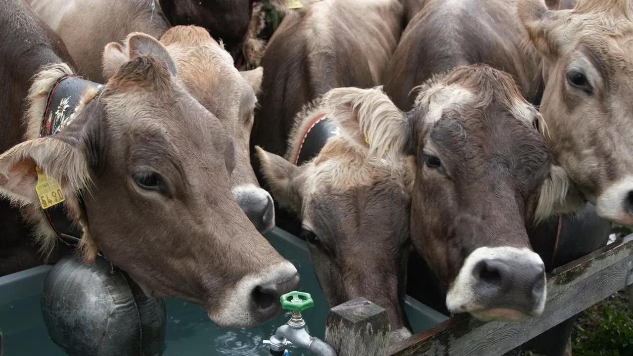 Сотни незаконных проверок фермеров пресекла прокуратура Актюбинской области