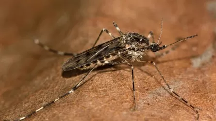 В Исландии впервые обнаружили комаров