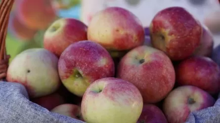 Легендарный апорт возрождают в Алматинской области  