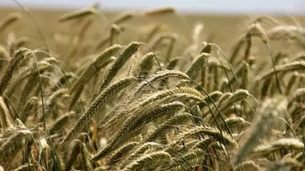 Солтүстік Қазақстан облысында рекордтық көлемде астық жиналды