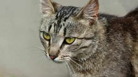 В Турции мужчина согласился выплачивать алименты на кошек 