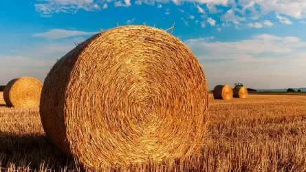 Аграрии Казахстана перевыполнили план по сенозаготовкам 