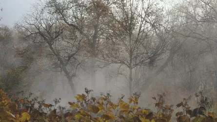«Тұман түсіп, үсік жүреді»: Еліміздің бірнеше өңірінде күн суытады 