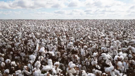 Қазақстанда мақта терімі аяқталуға жақын