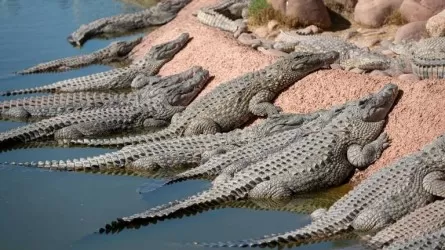 Қолтырауындар мекендейтін өзенде Олимпиада ойындарының жарыстары өткізіледі