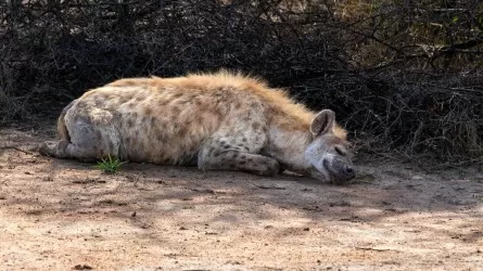 Ученые нашли на Кавказе следы «ужасных гиен» весом с тигра
