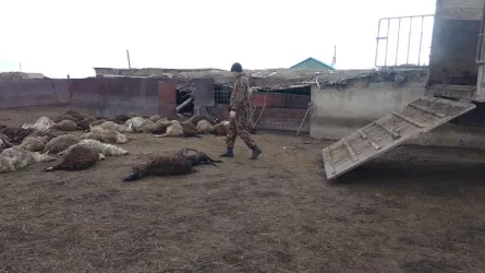 Батыс Қазақстанда 65 қой-ешкі қырылып қалды