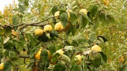 Как правильно собирать осенние фрукты