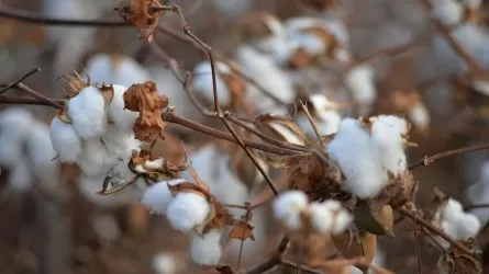 Сколько хлопка собрали в Казахстане на 29 октября 