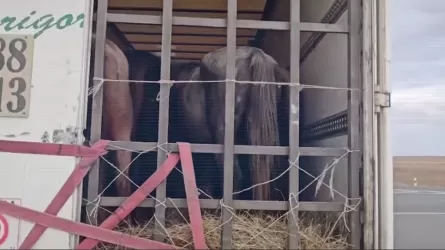 Казахстанский фермер выбрал незаконный способ пополнить свое хозяйство 