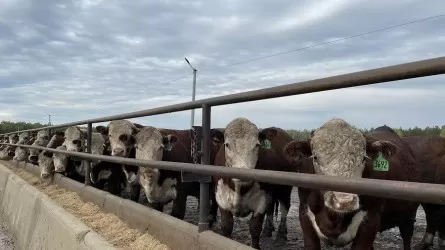 Абай облысында 5 мың ірі қараны бордақылайтын алаң іске қосылды