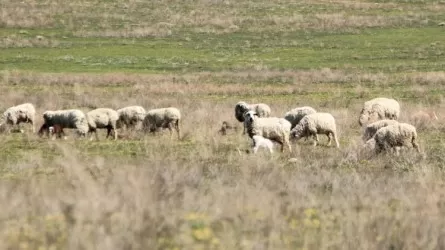 Павлодар облысында тұрғындарға құны 2,7 млрд теңге болатын жер қайтарылды