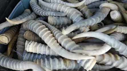 Рога сайгака и наркотики хранил в своем доме житель Костанайской области  