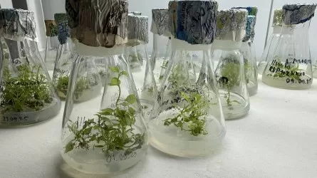 Ученые нашли способ избавить тополь от пуха 