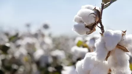 Өзбекстанда мақта жинау үшін төтенше жағдай жарияланды
