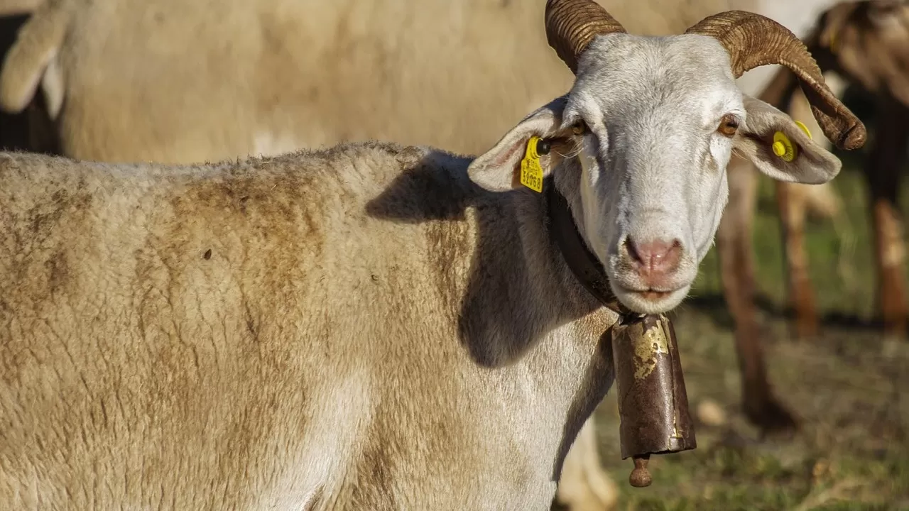 Казахстан ограничит вывоз овец и коз 