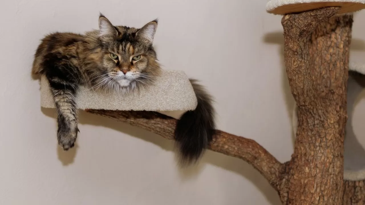 Как отучить кота драть мебель и обои 