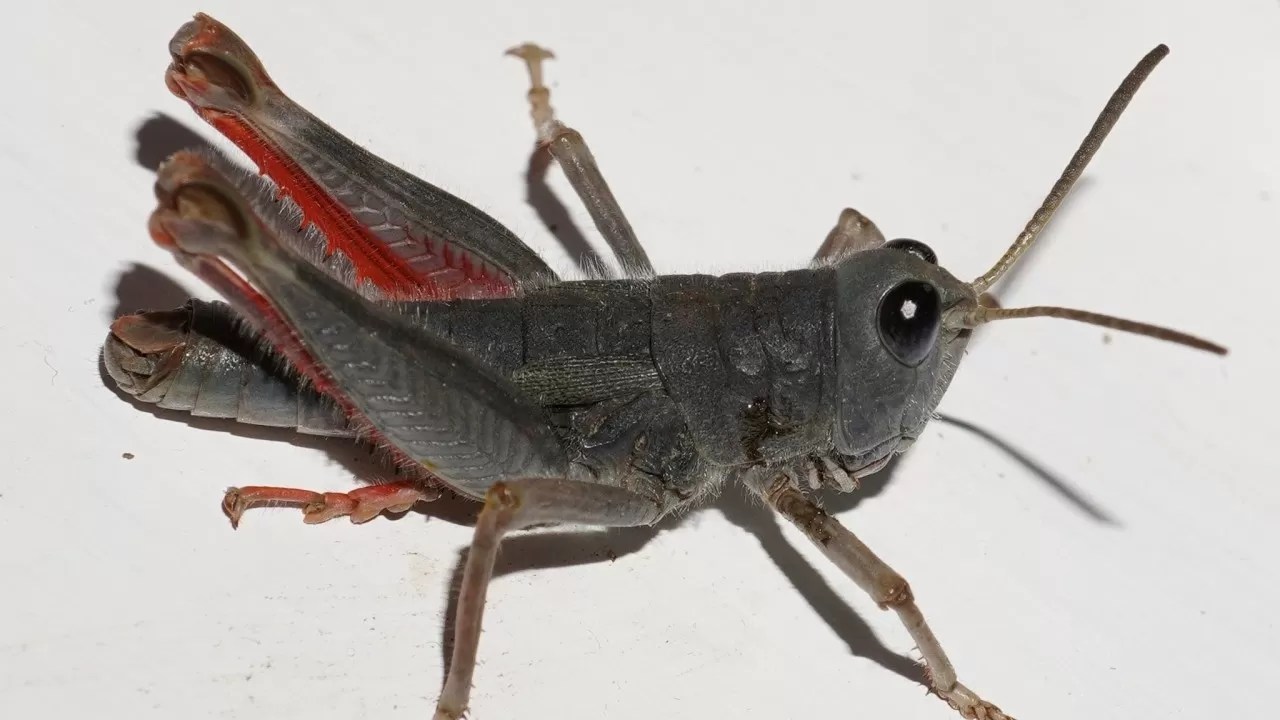 В Новой Зеландии обнаружили редкого розового кузнечика 