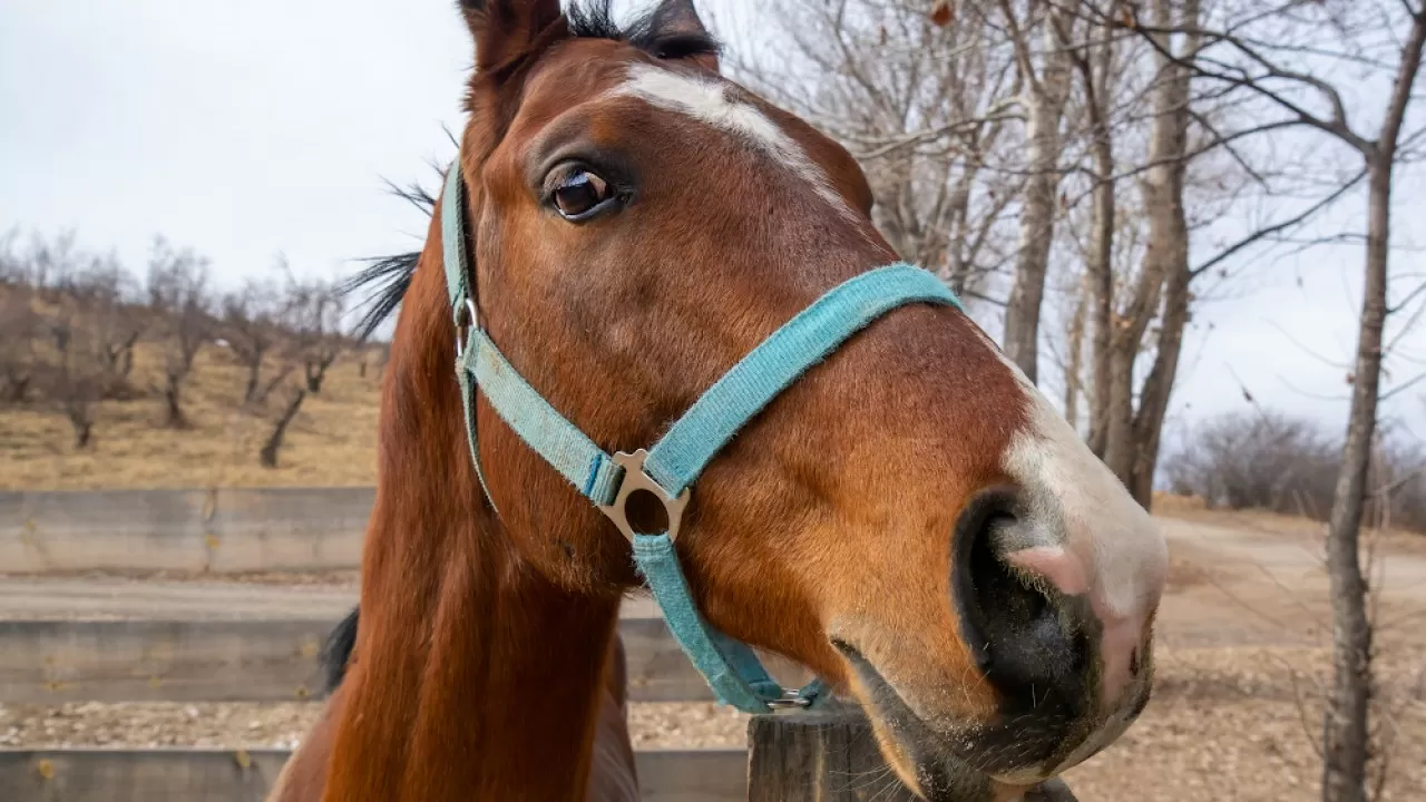 Глава крестьянского хозяйства похитил табун лошадей у астанчанина