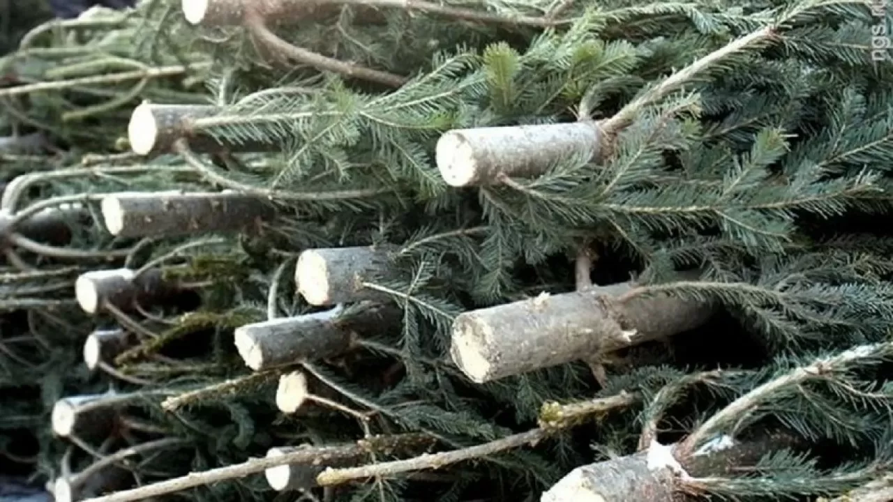 Машину с новогодними елками поймали на границе Казахстана и России