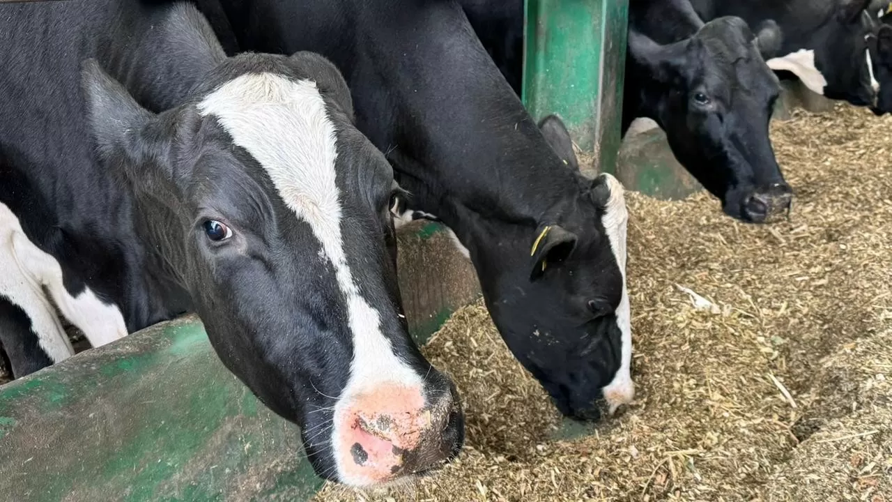 Асыл тұқымды мал шаруашылығын субсидиялау қағидаларына өзгеріс енгізілді