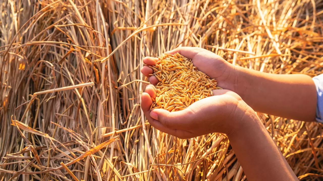 Мол астықтың мәселесі бар болып шықты