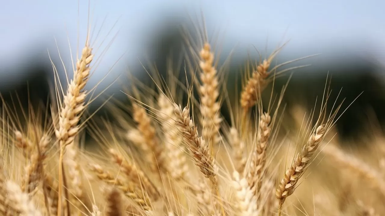 Акмолинская область на треть увеличила экспорт зерна 