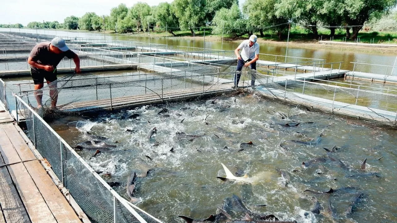 Аквакультурадағы ең өзекті мәселе &ndash; балықтың азығы