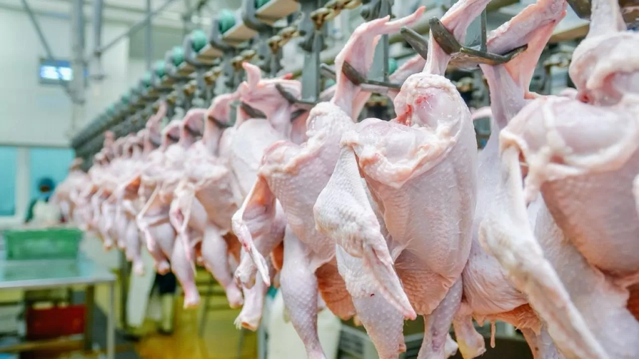 Қазақстандық құс фабрикаларының қанша тонна ет өндіргені белгілі болды