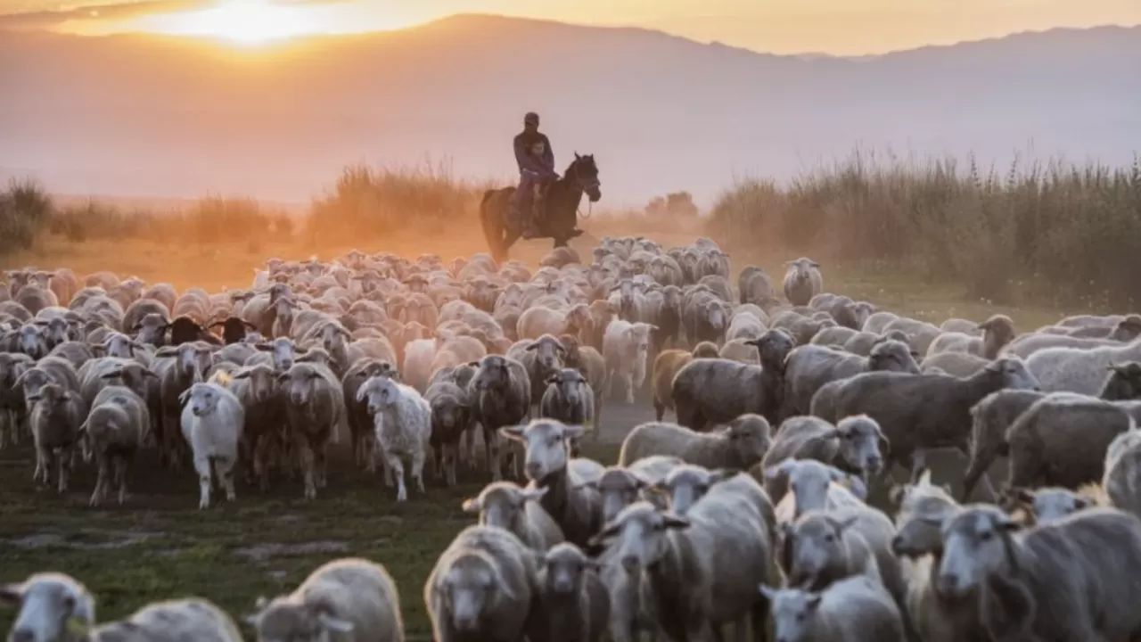 Малшылар мардымды өмір сүріп жатыр ма?