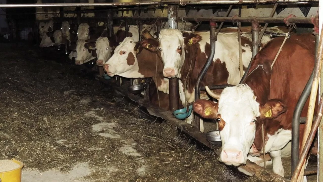 Казахстан наращивает производство отечественных кормов для животноводства 