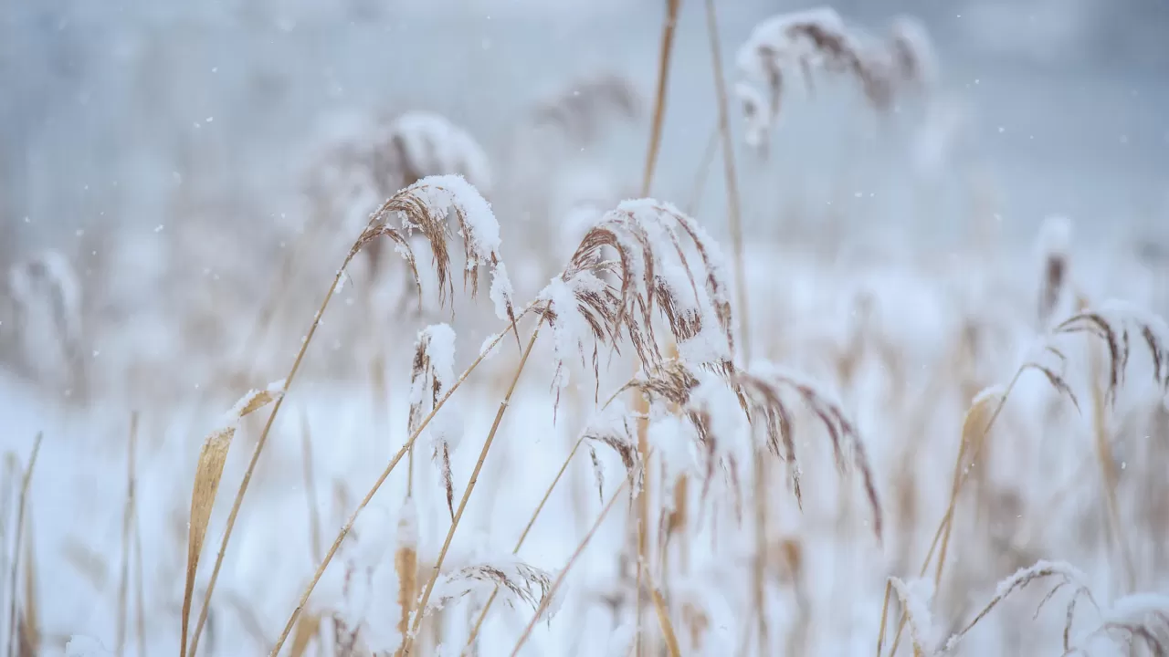 Көршіге үлкен нәубет келді