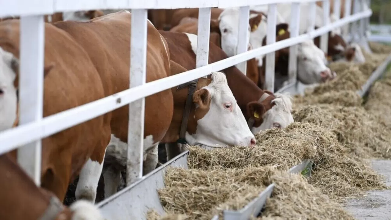 Мал экспортына байланысты 2 жаңа бұйрық күшіне енді