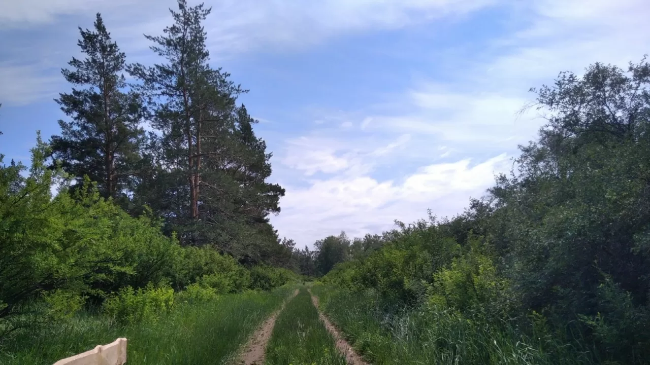  Без процентов и с рассрочкой: такие кредиты на покупку техники для лесхозов предложили внедрить депутаты 