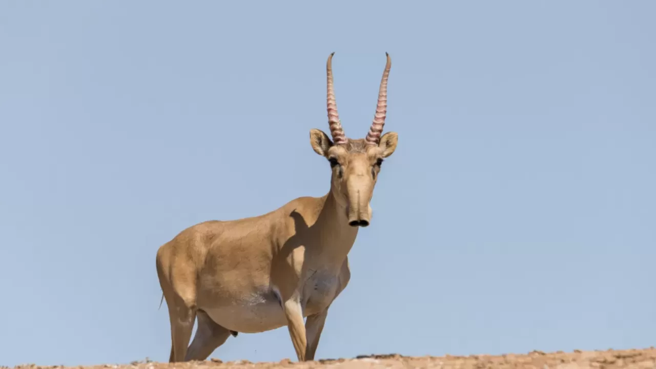 Киік мүйізі міндетті таңбалауға жататын тауарлар қатарына енді