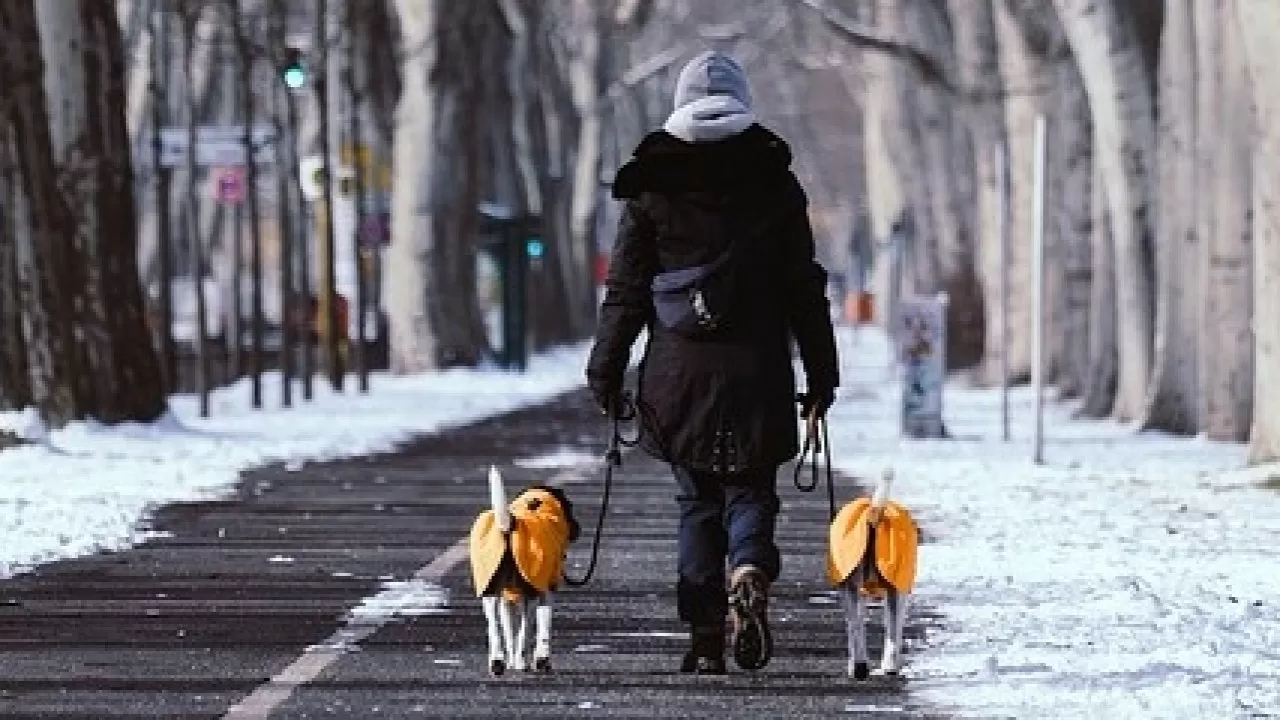 Реагенты и мороз: как уберечь лапы питомца 