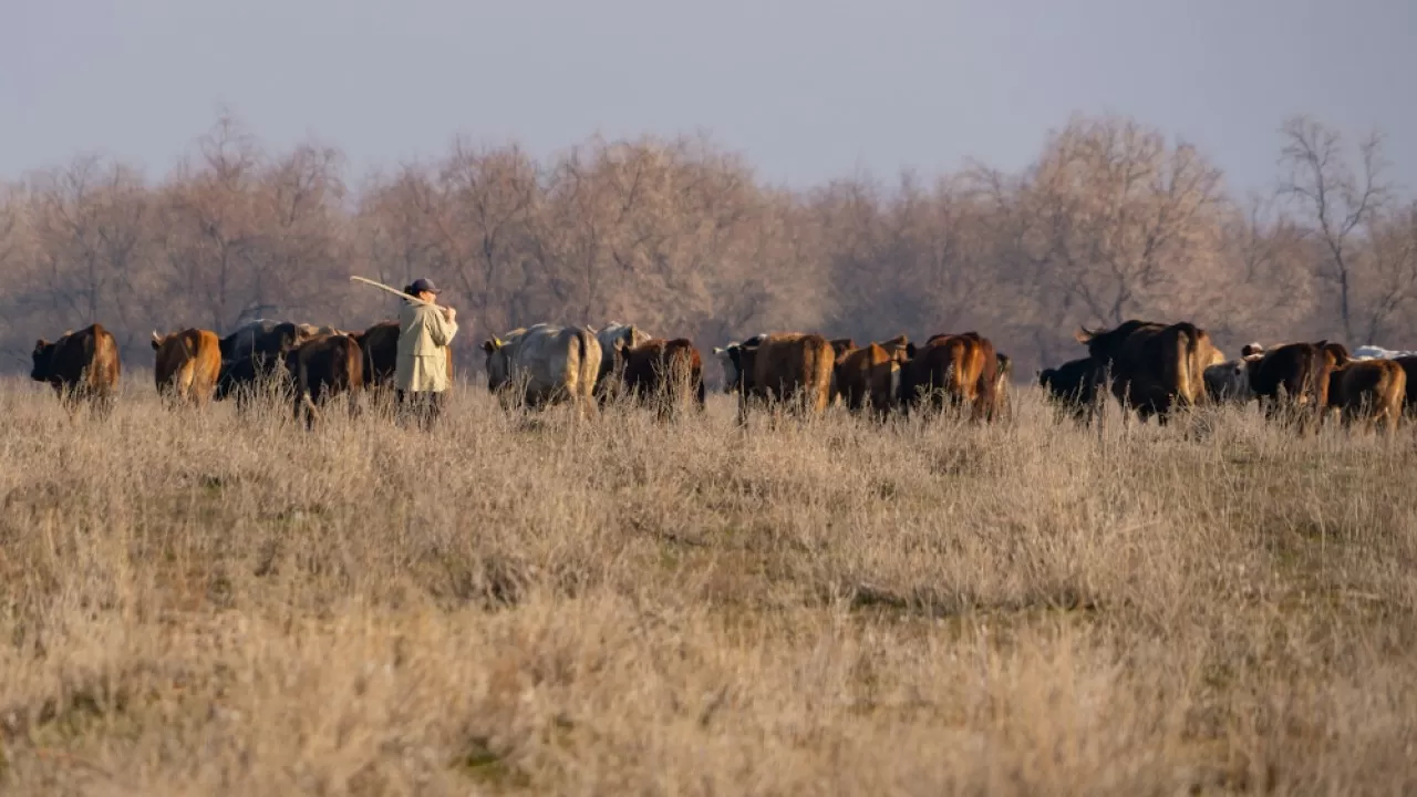 350 голов скота в Абайской области поместили на штрафстоянку